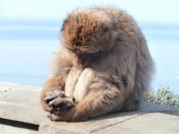 Affen auf Gibraltar &ndash; &copy; Ingrid Langer (Eberhardt TRAVEL)