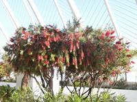 Flaschenputzerbaum Valencia &ndash; &copy; Ingrid Langer (Eberhardt TRAVEL)