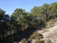 Steineichen &ndash; &copy; Barbara Pflicke (Eberhardt TRAVEL)