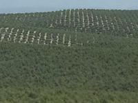 Olivenplantagen &ndash; &copy; Barbara Pflicke (Eberhardt TRAVEL)