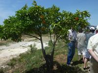 Auch die Spanier müssen sparen. So wachsen an einem Baum schonmal Orangen und Pampelmusen zugleich &ndash; &copy; Dominik Zilliken (Eberhardt TRAVEL)