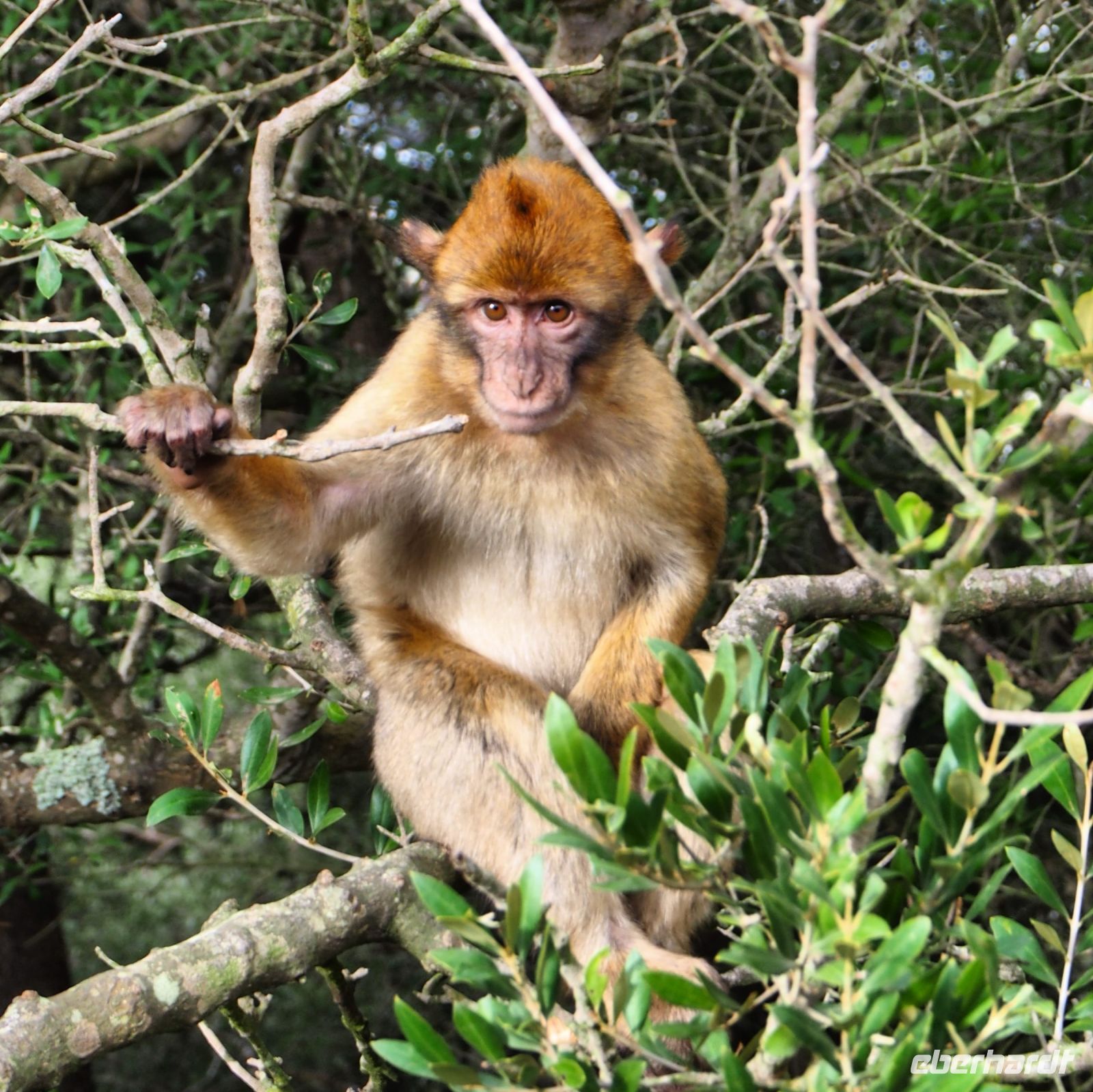 Gibraltar &ndash; &copy; Sinah Witzig (Eberhardt TRAVEL)