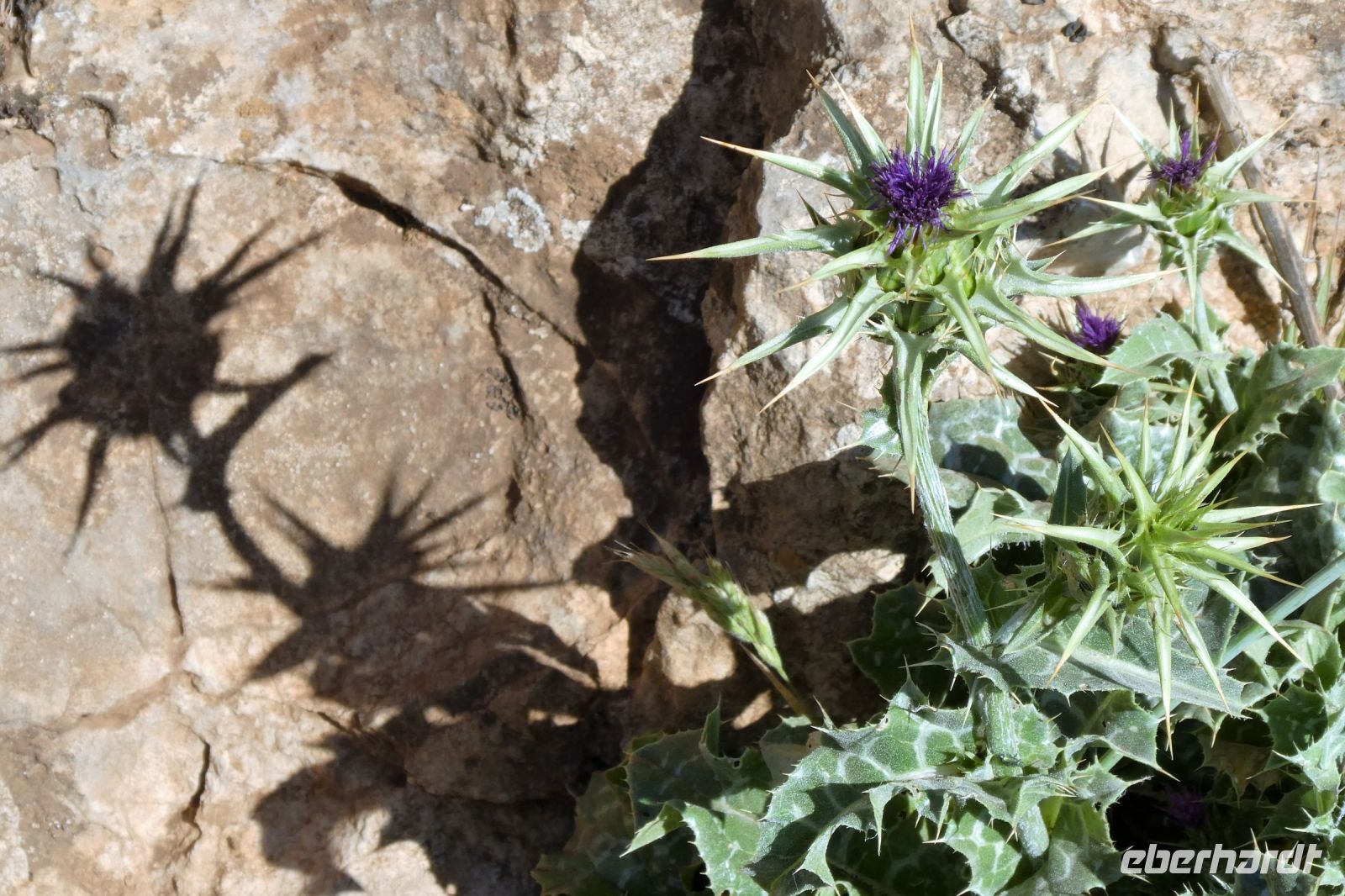Distelblüte in El Torcal &ndash; &copy; Gina Egenolf (Eberhardt TRAVEL)
