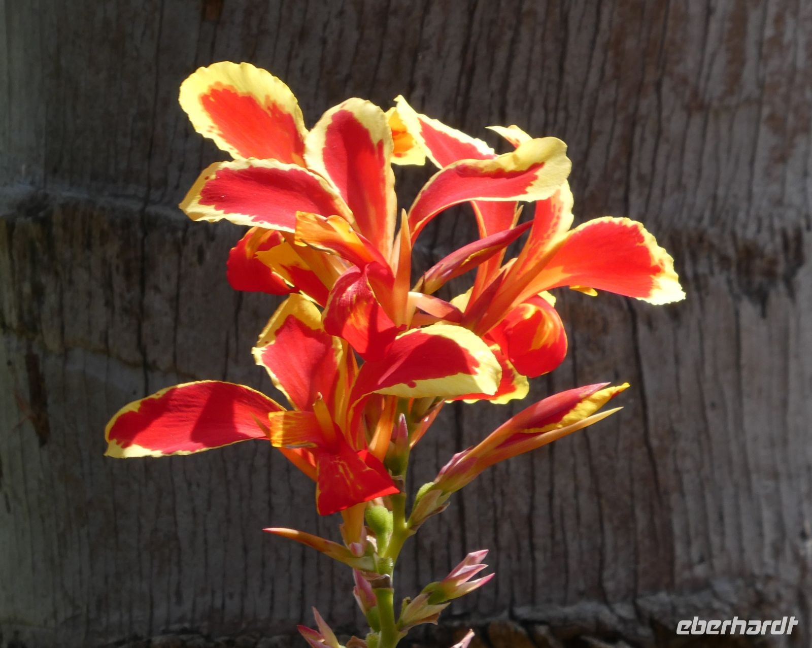 Blumenpracht &ndash; &copy; Gina Egenolf (Eberhardt TRAVEL)
