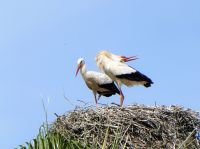 da klappert der Storch &ndash; &copy; Gina Egenolf (Eberhardt TRAVEL)