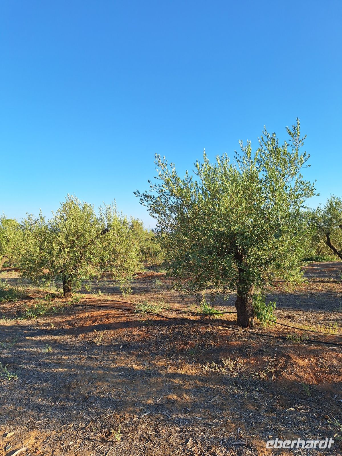 Olivenöl Hacienda &ndash; &copy; Sinah Witzig (Eberhardt TRAVEL)