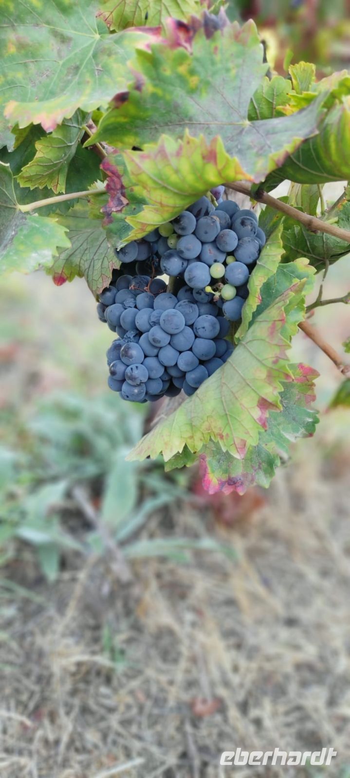 Bodega Kieninger &ndash; &copy; Sinah Witzig (Eberhardt TRAVEL)