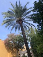 Sevilla.JPG &ndash; &copy; Birgit Kirchner (Eberhardt TRAVEL)