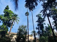Alcazar Garten.jpg &ndash; &copy; Birgit Kirchner (Eberhardt TRAVEL)