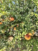 im Garten bei Juanito.jpg &ndash; &copy; Birgit Kirchner (Eberhardt TRAVEL)