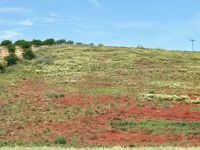 Klatschmohn - zur Abwechslung &ndash; &copy; Birgit Kirchner (Eberhardt TRAVEL)