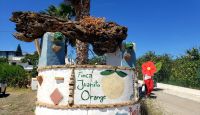 Orangenplantage von 