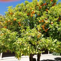 Früchte im Garten, nicht immer wohlschmeckend &ndash; &copy; Wolfgang Eckert (Eberhardt TRAVEL)
