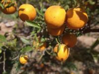 Orangenpracht  &ndash; &copy; Monika Cortese (Eberhardt TRAVEL)