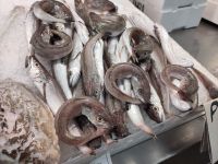 Ouroboros? Philosophie auf dem Fischmarkt? &ndash; &copy; Andreas Böcker (Eberhardt TRAVEL)
