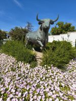 Toro Ronda  &ndash; &copy; Beate Klingebiel (Eberhardt TRAVEL)