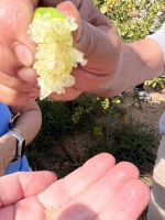 KaviarZitronejpeg &ndash; &copy; Kora Buggel (Eberhardt TRAVEL)