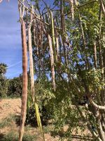 Moringa.jpeg &ndash; &copy; Kora Buggel (Eberhardt TRAVEL)