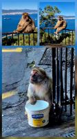 Gibraltar &ndash; &copy; Walter Neuwirth (Eberhardt TRAVEL)