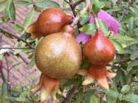 Granatapfel &ndash; &copy; Sabine Reckord (Eberhardt TRAVEL)