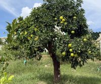 Orangenplantage Pizarra &ndash; &copy; Sabine Reckord (Eberhardt TRAVEL)
