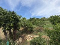 Orangenplantage Pizarra &ndash; &copy; Sabine Reckord (Eberhardt TRAVEL)