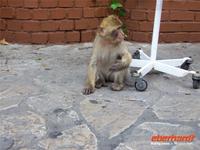 Gibraltar-Affe &ndash; &copy; Annette Lenz (Eberhardt TRAVEL)