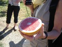 038 Pomelo &ndash; &copy; Ngoc Anh Nguyen (Eberhardt TRAVEL)