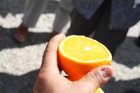 sonnengereift