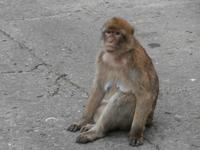 Gibraltars Affen &ndash; &copy; Ingrid Langer (Eberhardt TRAVEL)