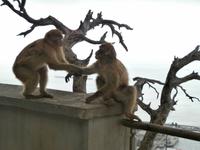 Gibraltars Affen &ndash; &copy; Ingrid Langer (Eberhardt TRAVEL)