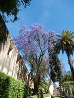 Alcazar-Sevilla