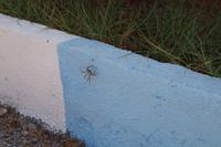 fiese Spinne &ndash; &copy; Andreas Böcker (Eberhardt TRAVEL)
