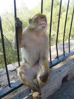 Gibraltar20 &ndash; &copy; Francisco Javier Burgos Gutierrez (Eberhardt TRAVEL)