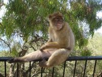 Gibraltar25 &ndash; &copy; Francisco Javier Burgos Gutierrez (Eberhardt TRAVEL)