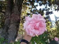 Gärten des Generalife &ndash; &copy; Ingrid Langer (Eberhardt TRAVEL)