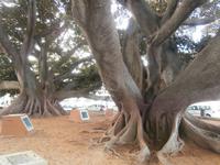 Cadiz-Supergummibaum &ndash; &copy; Ingrid Langer (Eberhardt TRAVEL)