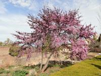 Alhambra Granada Judasbaum &ndash; &copy; Ingrid Langer (Eberhardt TRAVEL)
