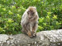 056-Gibraltar &ndash; &copy; Dirk Schlosser (Eberhardt TRAVEL)