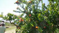 Juanito Orange5 &ndash; &copy; Francisco Javier Burgos Gutierrez (Eberhardt TRAVEL)
