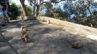 Gibraltar12 &ndash; &copy; Francisco Javier Burgos Gutierrez (Eberhardt TRAVEL)