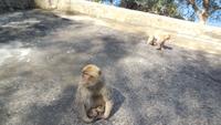 Gibraltar13 &ndash; &copy; Francisco Javier Burgos Gutierrez (Eberhardt TRAVEL)