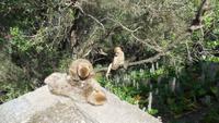 Gibraltar17 &ndash; &copy; Francisco Javier Burgos Gutierrez (Eberhardt TRAVEL)