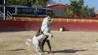 Pferde und Flamenco15 &ndash; &copy; Francisco Javier Burgos Gutierrez (Eberhardt TRAVEL)