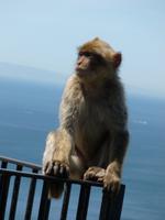 Gibraltar &ndash; &copy; Grit Wendelberger (Eberhardt TRAVEL)