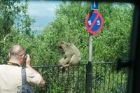 Gibraltar - Makake &ndash; &copy; Reinhard Weber (Eberhardt TRAVEL)