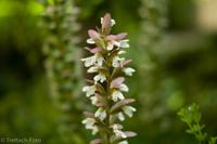 Akanthus - L9982928 &ndash; &copy; Reinhard Weber (Eberhardt TRAVEL)
