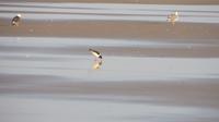 Doñana (10) &ndash; &copy; Francisco Javier Burgos Gutierrez (Eberhardt TRAVEL)