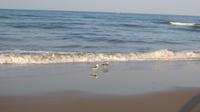 Doñana (11) &ndash; &copy; Francisco Javier Burgos Gutierrez (Eberhardt TRAVEL)