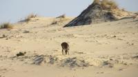 Doñana (28) &ndash; &copy; Francisco Javier Burgos Gutierrez (Eberhardt TRAVEL)